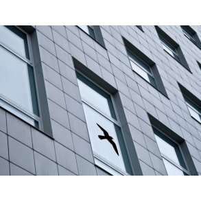 Advarselsfugler til vinduer